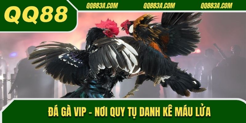 Đá gà vip